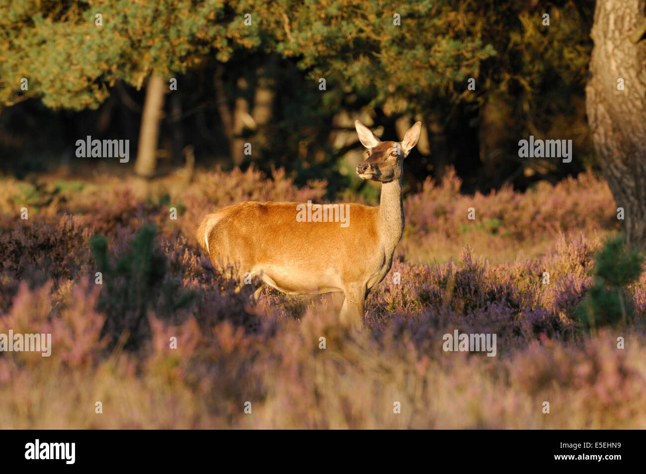 Rothirsch (Cervus Elaphus), Hinterbeine, gerade für potenzielle Gefahr im Abendlicht mit Heidekraut, Hoge Veluwe, Niederlande Stockfoto