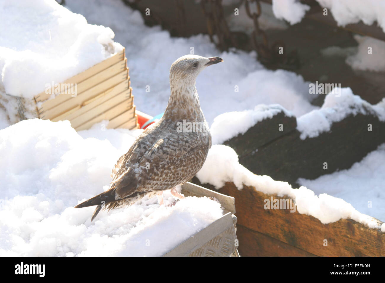 Frankreich, Normandie, Calvados, cote fleurie, trouville sur mer, 20 Centizentimeter de neige a Trouville (14) en janvier 2006, Port de peche, goeland sur un chalutier, Stockfoto