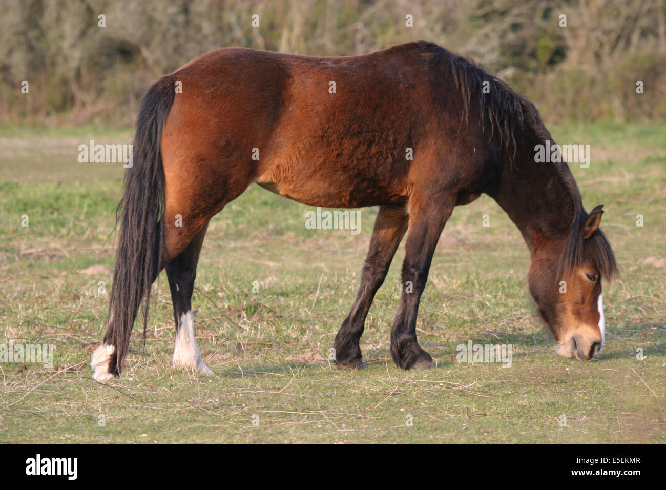 Cheval qui broute Fotos und Bildmaterial in hoher Auflösung Alamy