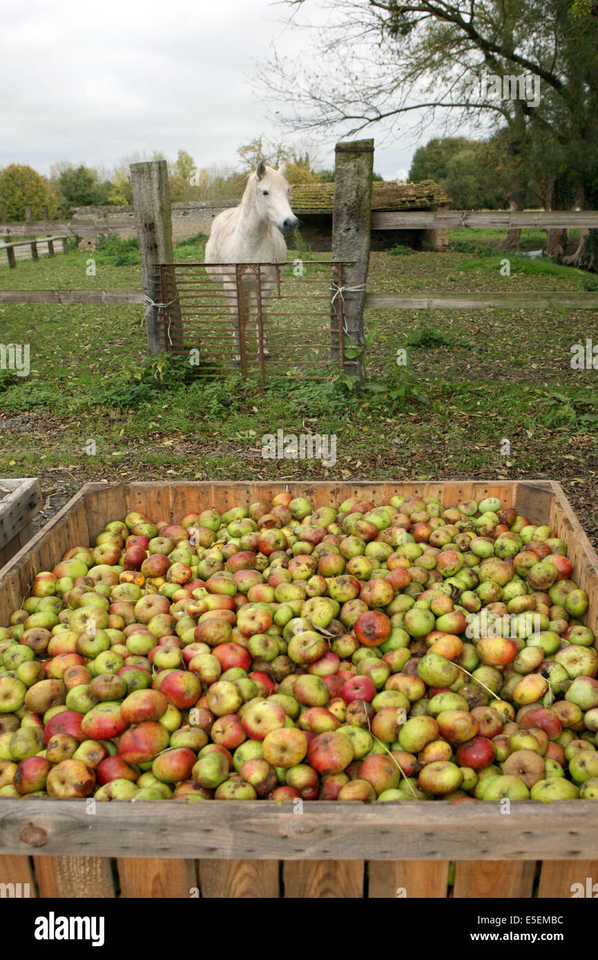 Frankreich, Basse Normandie, Calvados, fierville Bray, Ferme des 5 autels, jean rene Pitrou, Agriculture biologique - reseau bienvenue a la ferme, pommes dans pallox, cheval blanc, Stockfoto