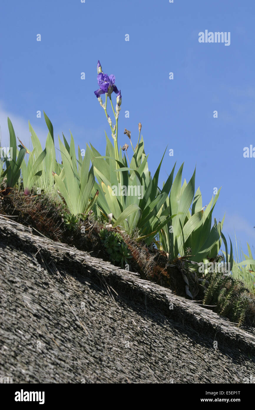 Frankreich, Haute Normandie, eure, marais vernier, chaumiere, faite de la toiture de chaume, Iris plantes, les racines aident a la tenue du chaume, Stockfoto