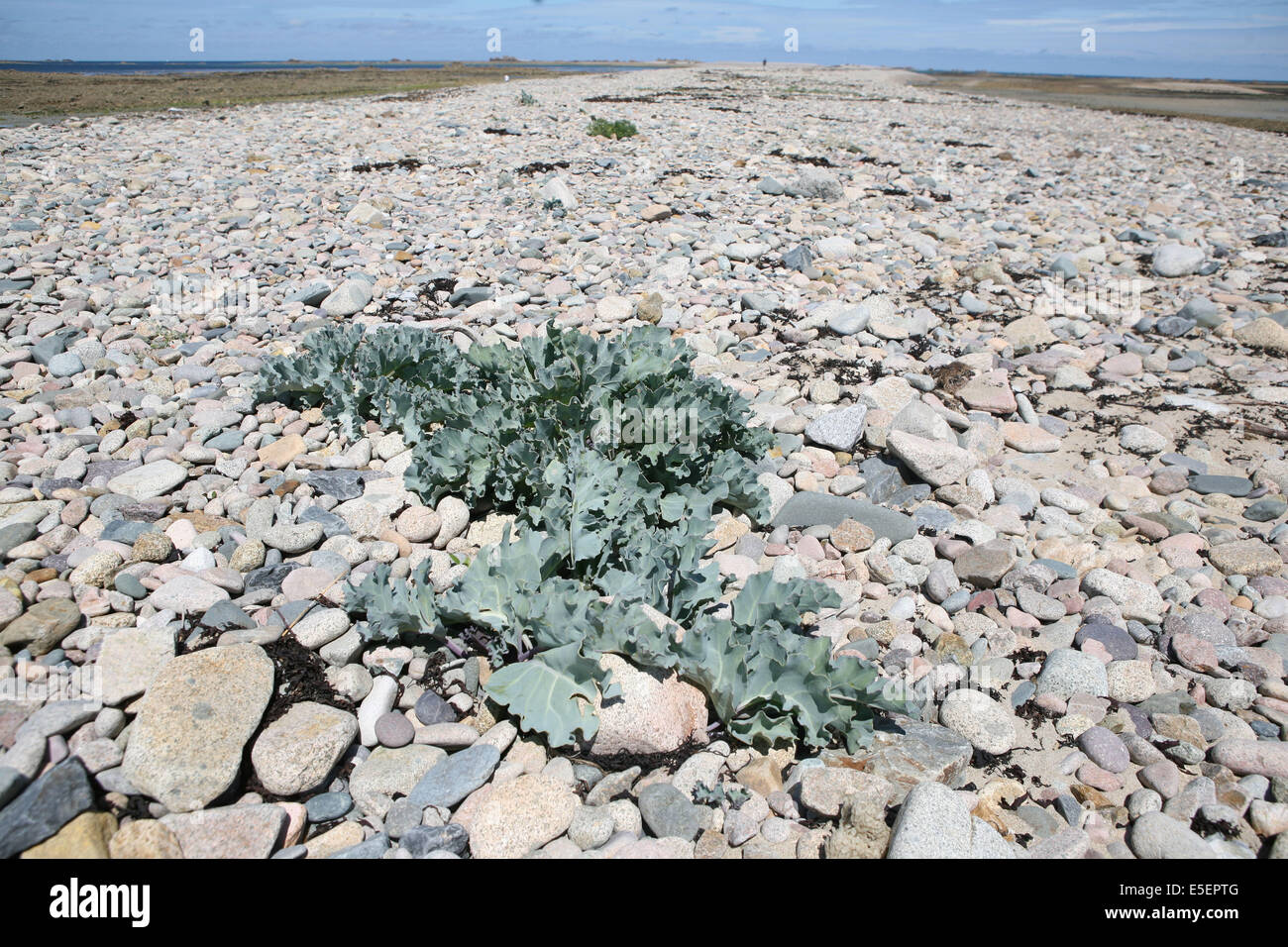 Frankreich, Bretagne, cotes d'Armour, pleubian, Fillon de talbert, Chou marin, Espece protegee, Conservatoire du littoral, Stockfoto