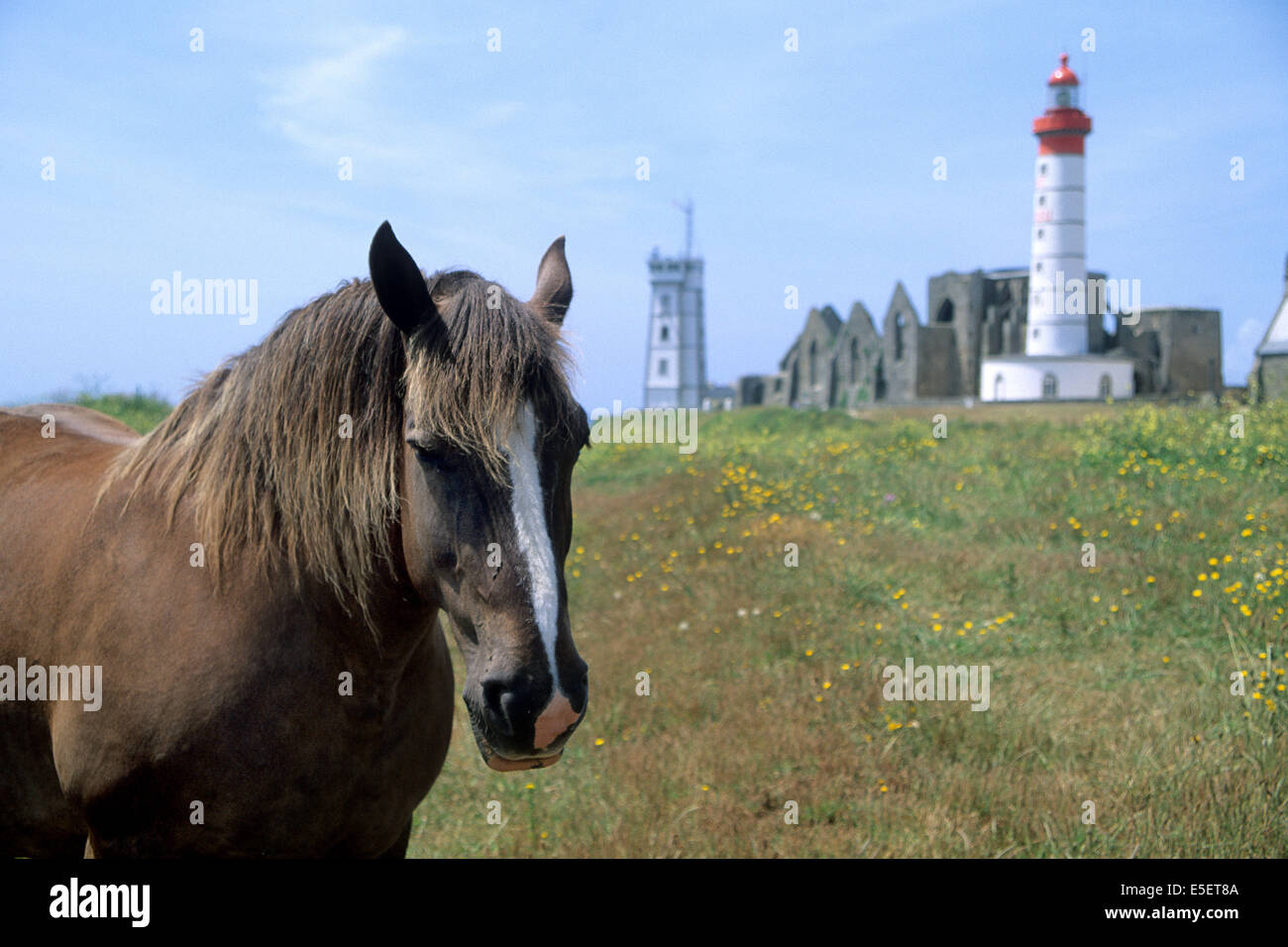Frankreich, Bretagne, finistere nord, cotes des abers, pointe Saint mathieu, cheval de trait postier breton, phare, Semaphore, ancienne abbaye, Stockfoto
