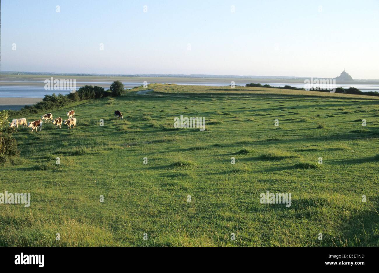 Frankreich, Basse Normandie, manche, pays de la baie du Mont-Saint-Michel, Panorama au grouin du sud, champ vaches, Stockfoto