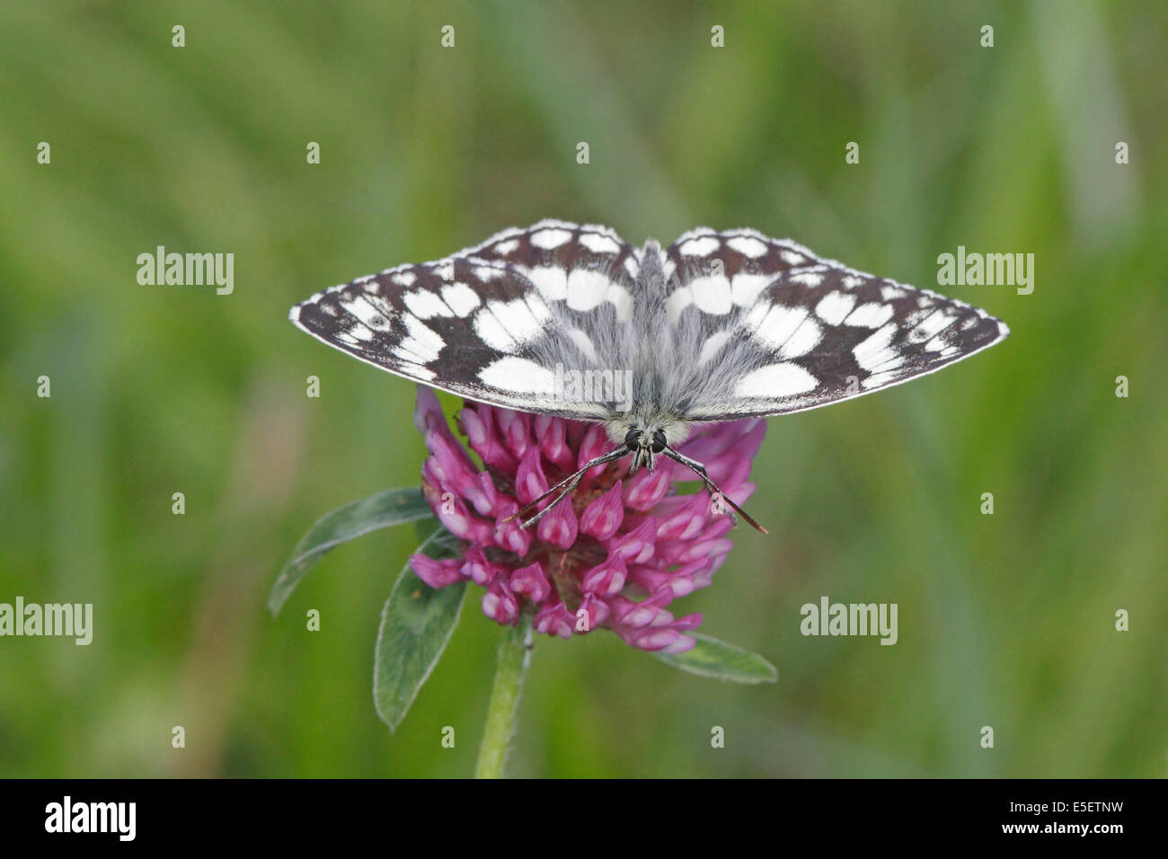 Marmoriert weiß Schmetterling auf Rotklee Stockfoto