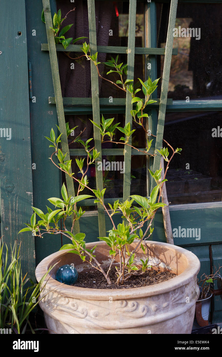 Actinidia Arguta, Miniatur Kiwi 'Issai' growing up Spalier, Wales, Vereinigtes Königreich. Stockfoto