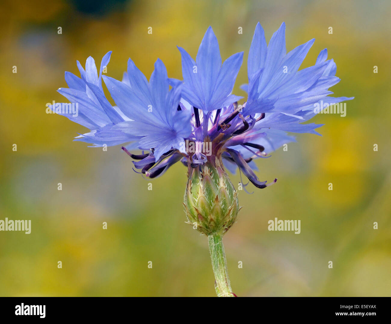Kornblume - Centaurea Cyanus seltene Blume von Ackerflächen Stockfoto