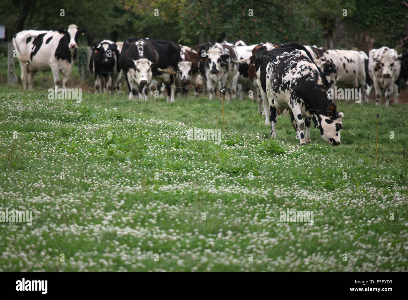 Frankreich, Basse-Normandie, Manche, pays de la baie, voie verte, Saint hilaire du harcouet, vaches normandes en bord de la voie, Stockfoto