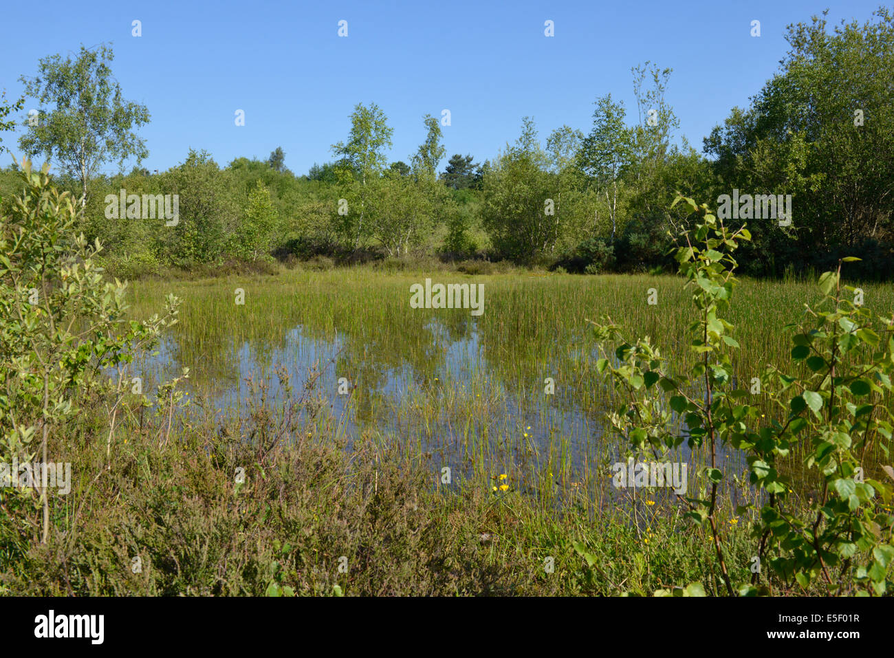 Klassische Heide Pool, perfekt für Zucht Libellen, Decoy Heath, Hampshire Stockfoto
