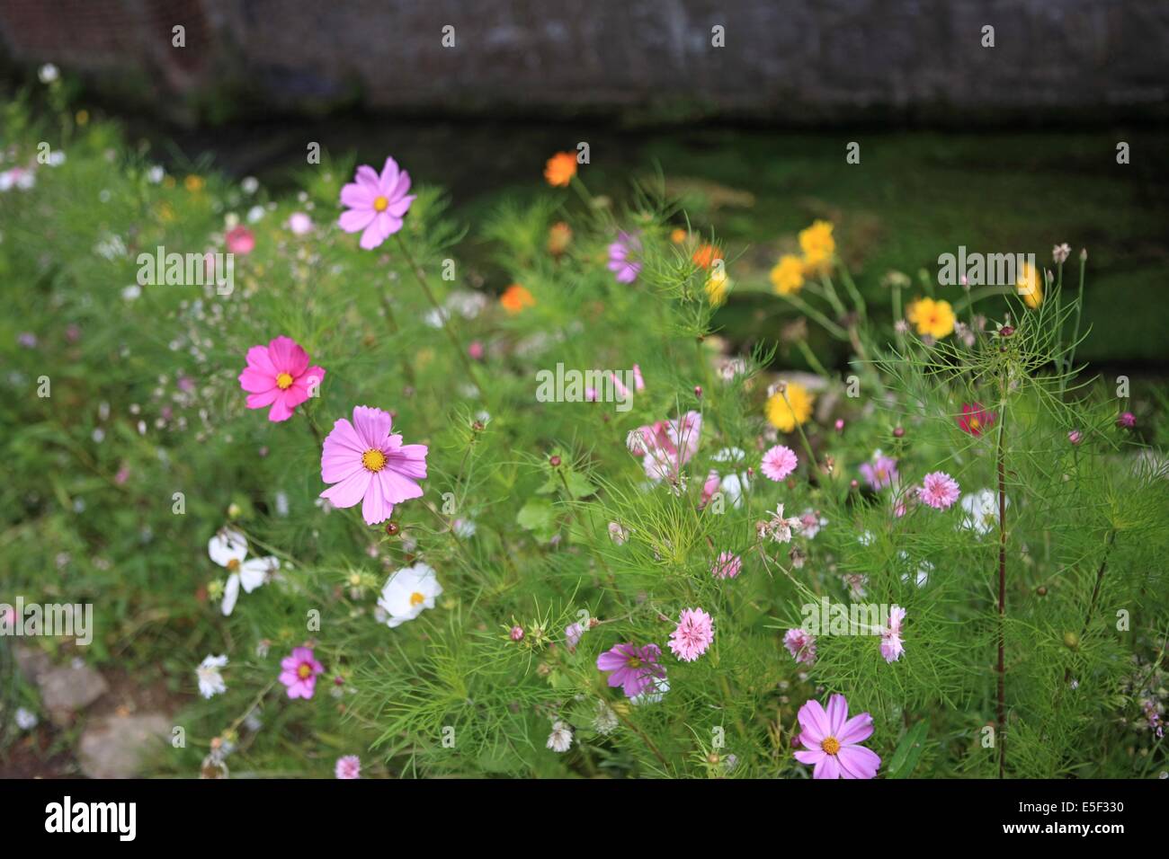 Frankreich, Haute Normandie, Seine maritim, pays de bray, Saint saens, riviere la varenne, Rives fleuries, rue des tanneurs, Stockfoto