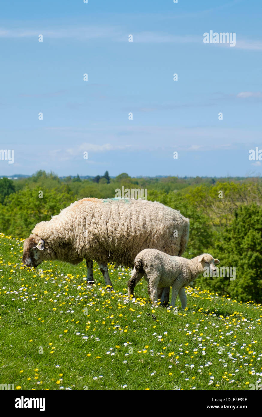 Englische Landschaft. Schaf und sein Lamm auf einer Hügelwiese in der Landschaft im Frühling, England, UK Stockfoto