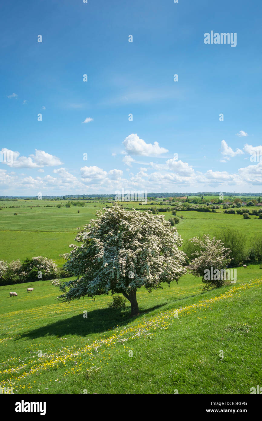 Frühling-Landschaft von Somerset Levels, Somerset, England, UK in der Frühjahrssaison Stockfoto