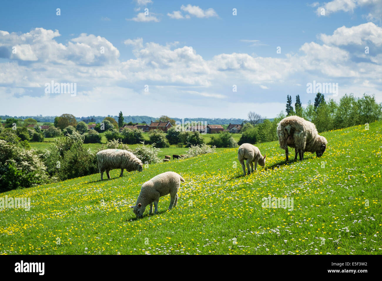 Britische, englische Landschaft im Frühjahr mit Schafen und Lämmern auf einer Somerset Wiese, England, Großbritannien Stockfoto