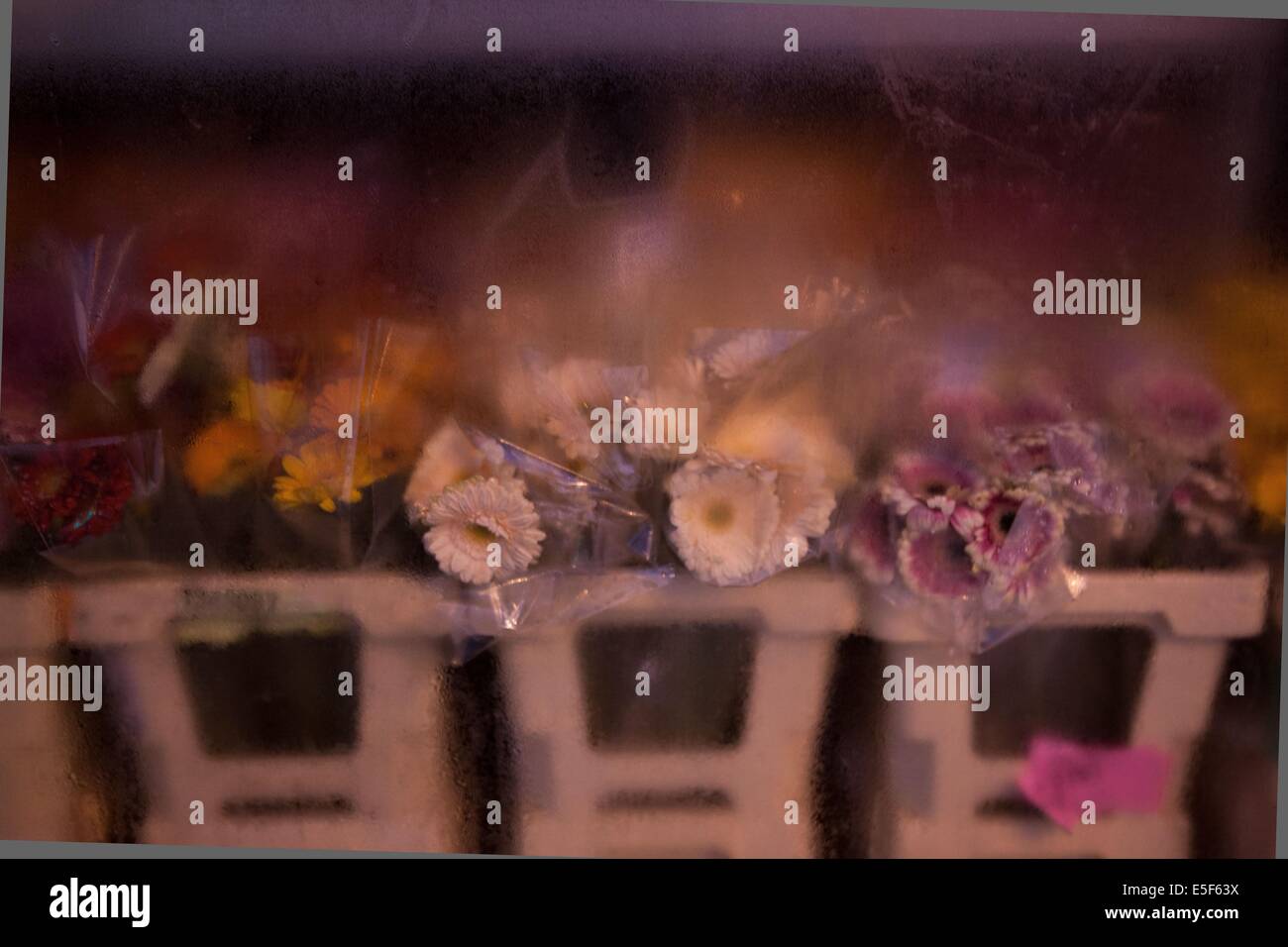 Frankreich, ile de france, paris, 14e-Gebiet, nuit, matin, Avenue du maine, Magasin, fleuriste, fleurs dans la Vitrine, Datum: Decembre 2012 Stockfoto