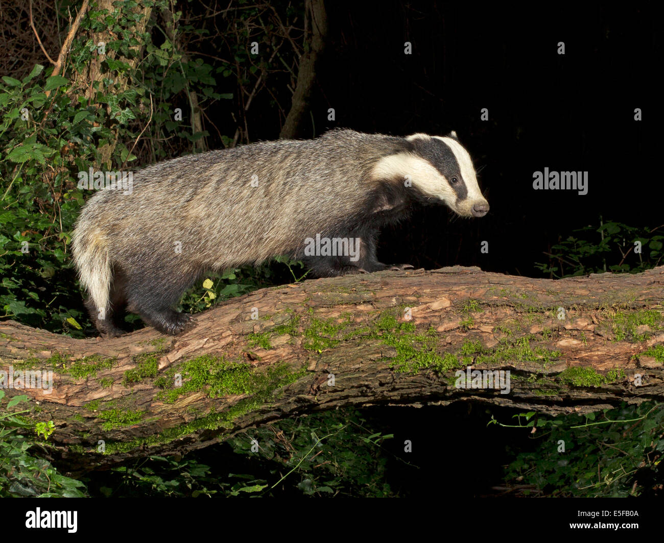 Europäischer Dachs auf umgestürzten Baum Stockfoto