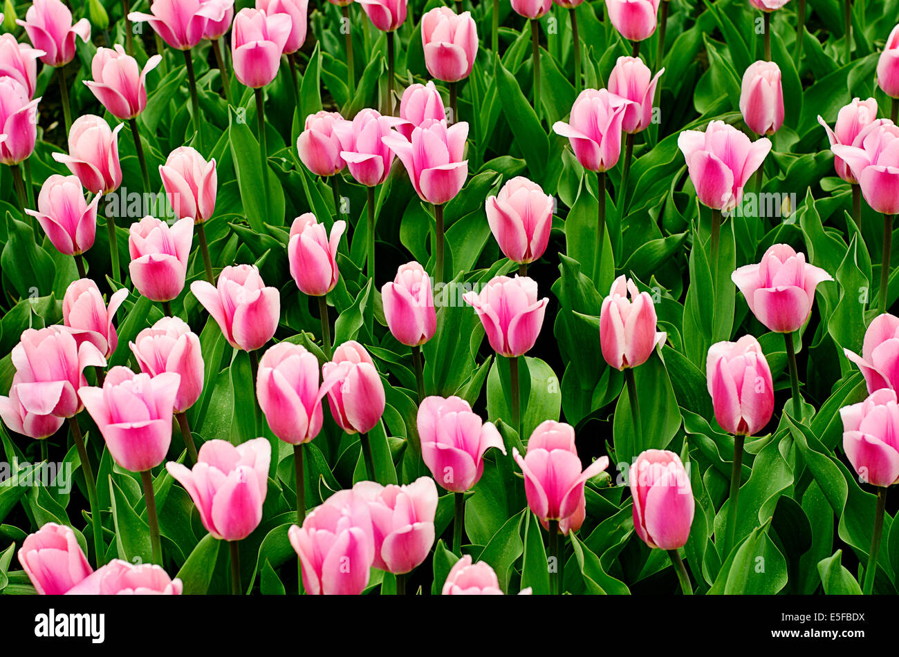 Rosa Tulpen auf einem Feld Stockfoto