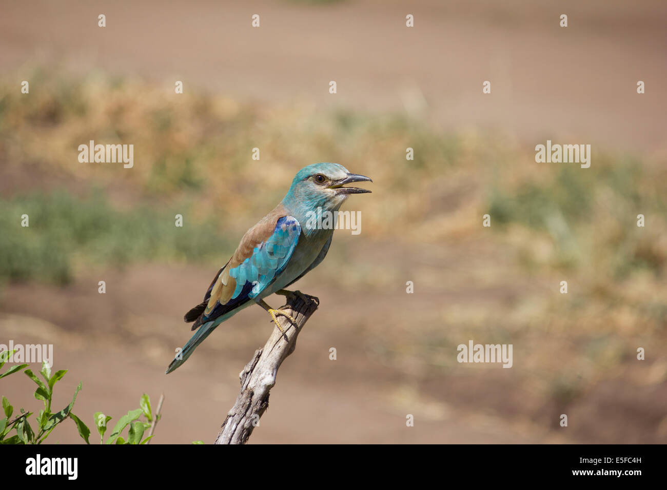 Blauracke Vogel Serengeti Tansania Afrika Stockfoto
