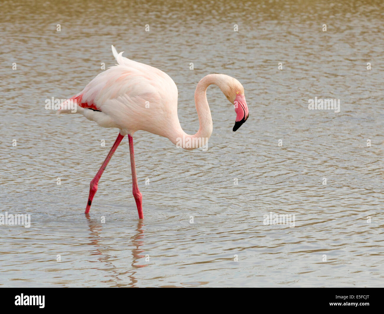 Größere Flamingo stehend im Wasser Stockfoto