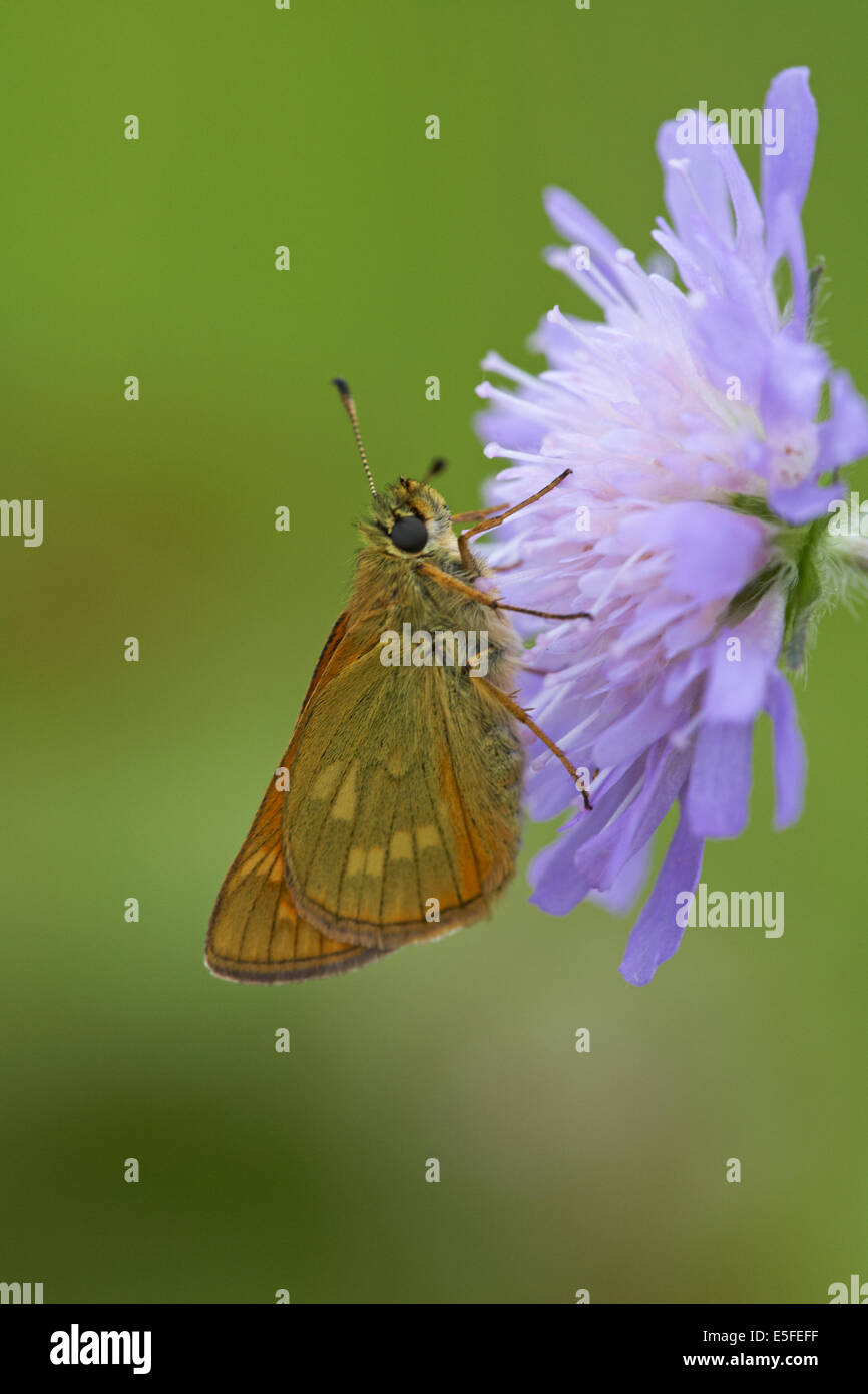 Großer Skipper (Ochlodes venatus) Schmetterling auf skabiuous Blume bei les monts d'eraines in der Nähe von Falaise, Normandie, Frankreich im Juli Stockfoto