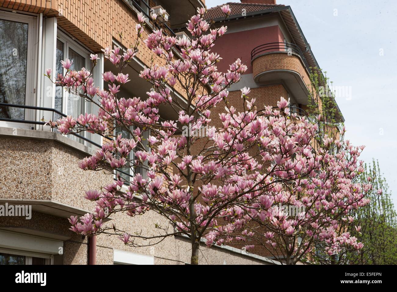 Frankreich, Region Ile de France, Hauts de seine, Suresnes, cite jardin, arbres en fleur, Stockfoto