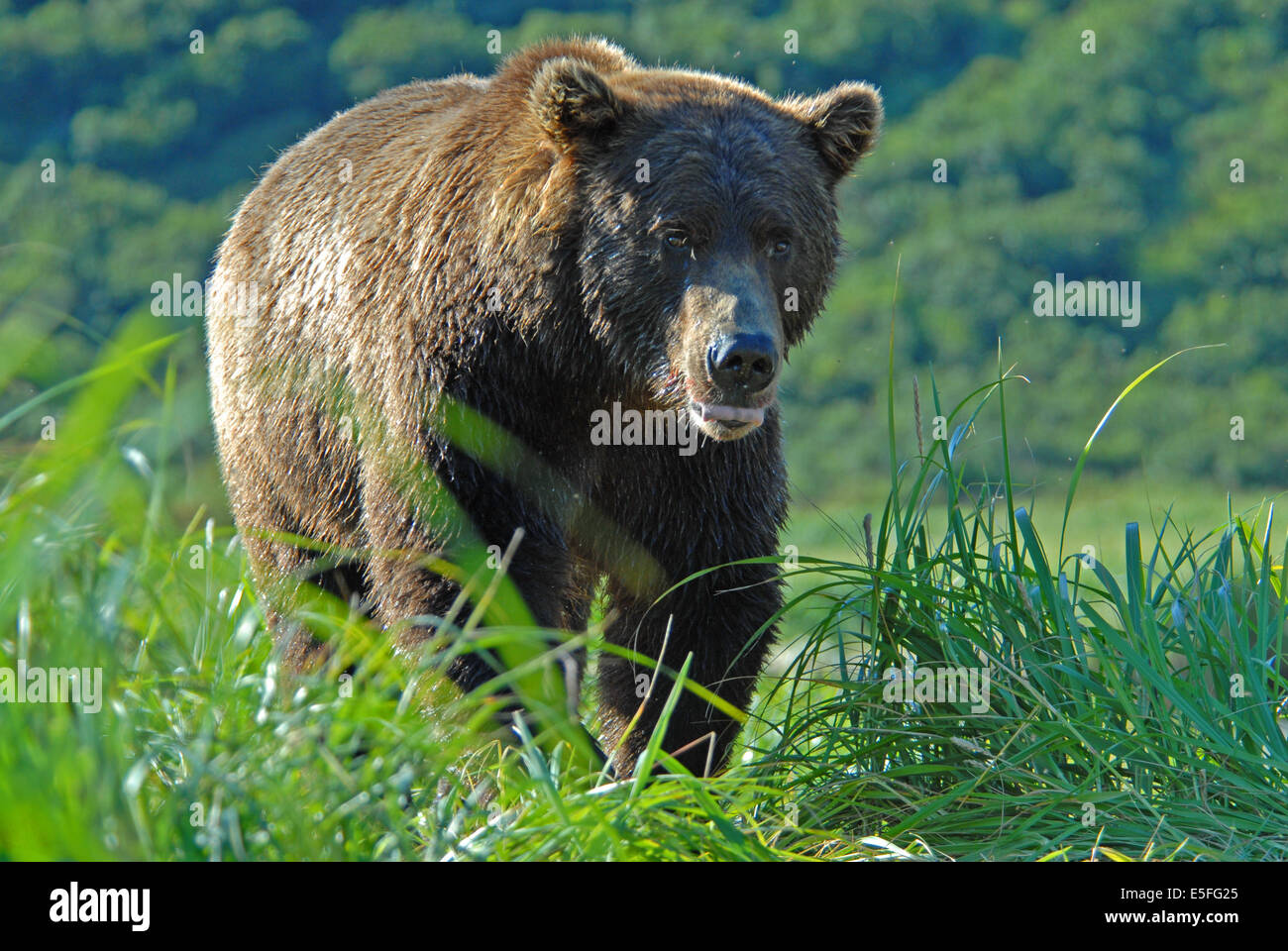 Braunbär (Ursus Arctos) zu Fuß durch Segge Rasen, Zunge eingerollt, Kinak Bay, Katmai Nationalpark, Alaska Stockfoto