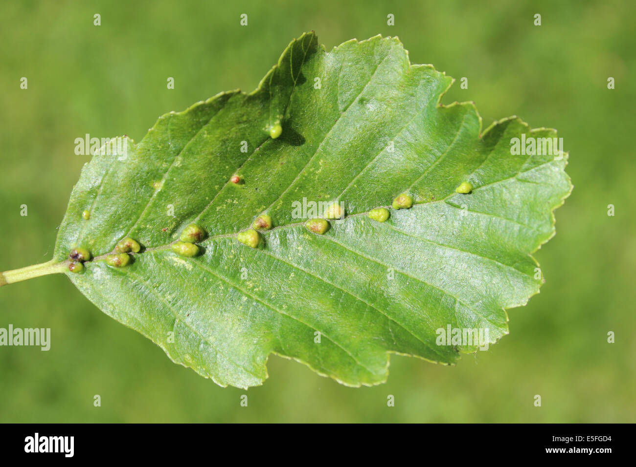 Galls neben Mittelrippe der Erle Blatt Alnus Glutinosa verursacht durch die Milbe Gall Arten Eriophyes inangulis Stockfoto