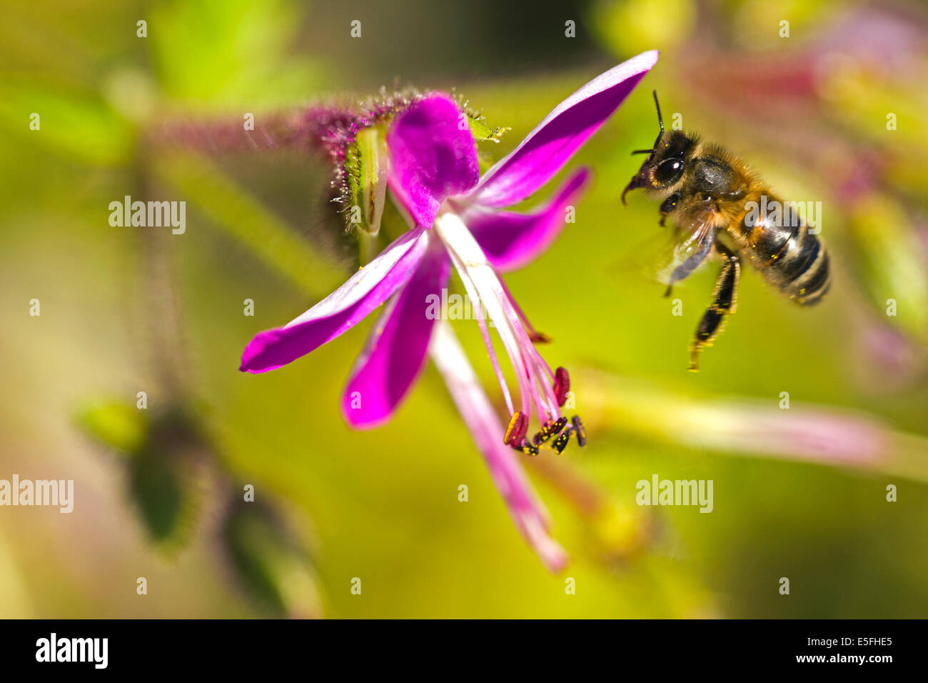 Eine Honigbiene im Flug Stockfoto