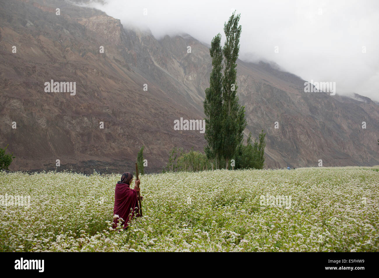 Turtuk ist ein kleines Dorf im Nubra Tal nahe der pakistanischen Grenze Stockfoto