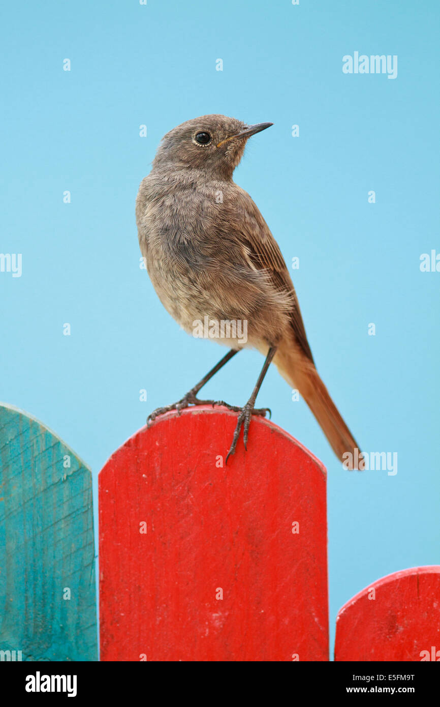 Black Redstart thront auf einem blauen und roten Zaun auf blauem Hintergrund Stockfoto