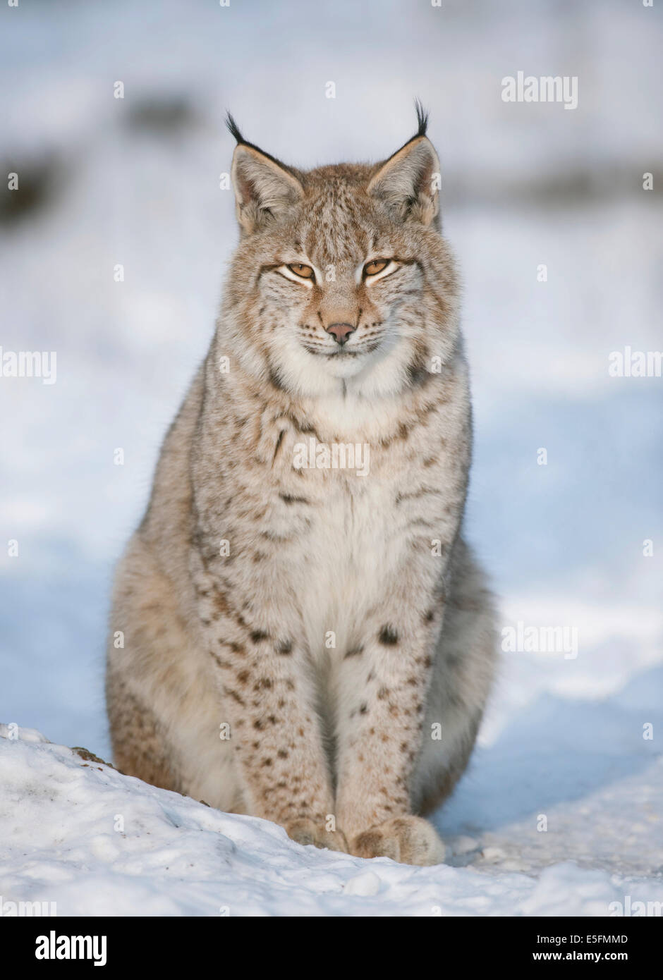 Eurasischer Luchs (Lynx Lynx), juvenile, sitzen im Schnee, Gefangenschaft, Bayern, Deutschland Stockfoto
