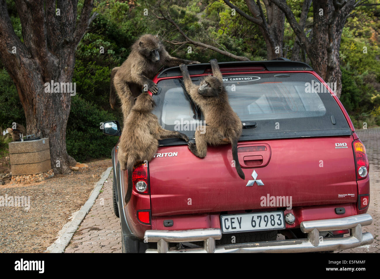 Chacma Paviane (Papio Ursinus) spielen auf einem geparkten Auto, Clarence Drive, Gordons Bay, Western Cape, Südafrika Stockfoto