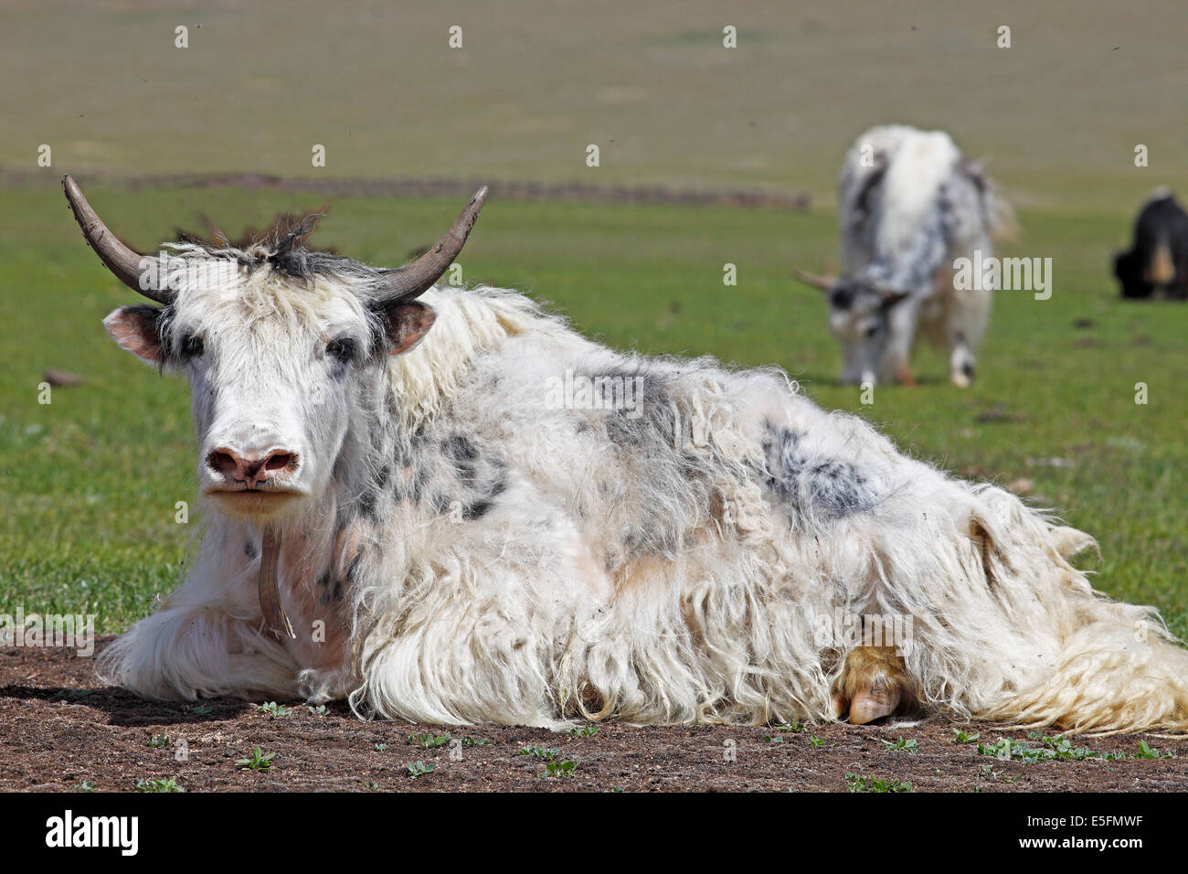 Yak (Bos Mutus) umgeben von fliegen auf einer Wiese, Terkhiin Tsagaan Nuur, North Steppe, Arkhangai Aimag, Mongolei Stockfoto