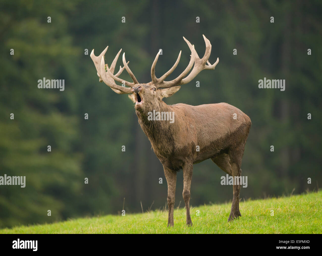 Rothirsch (Cervus Elaphus), brüllen während der Brunft gefangen, Niedersachsen, Deutschland Stockfoto