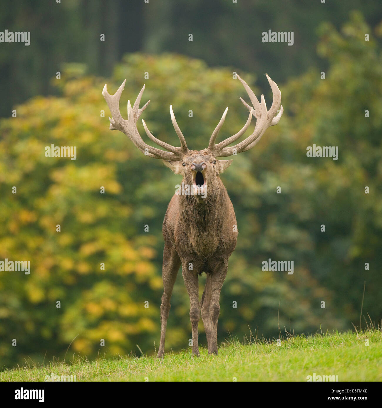 Rothirsch (Cervus Elaphus), brüllen während der Brunft gefangen, Niedersachsen, Deutschland Stockfoto