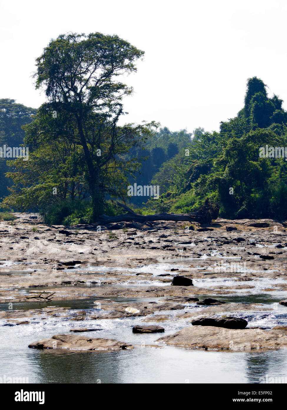 Palm-Landschaft auf einem Fluss in Asien Stockfoto