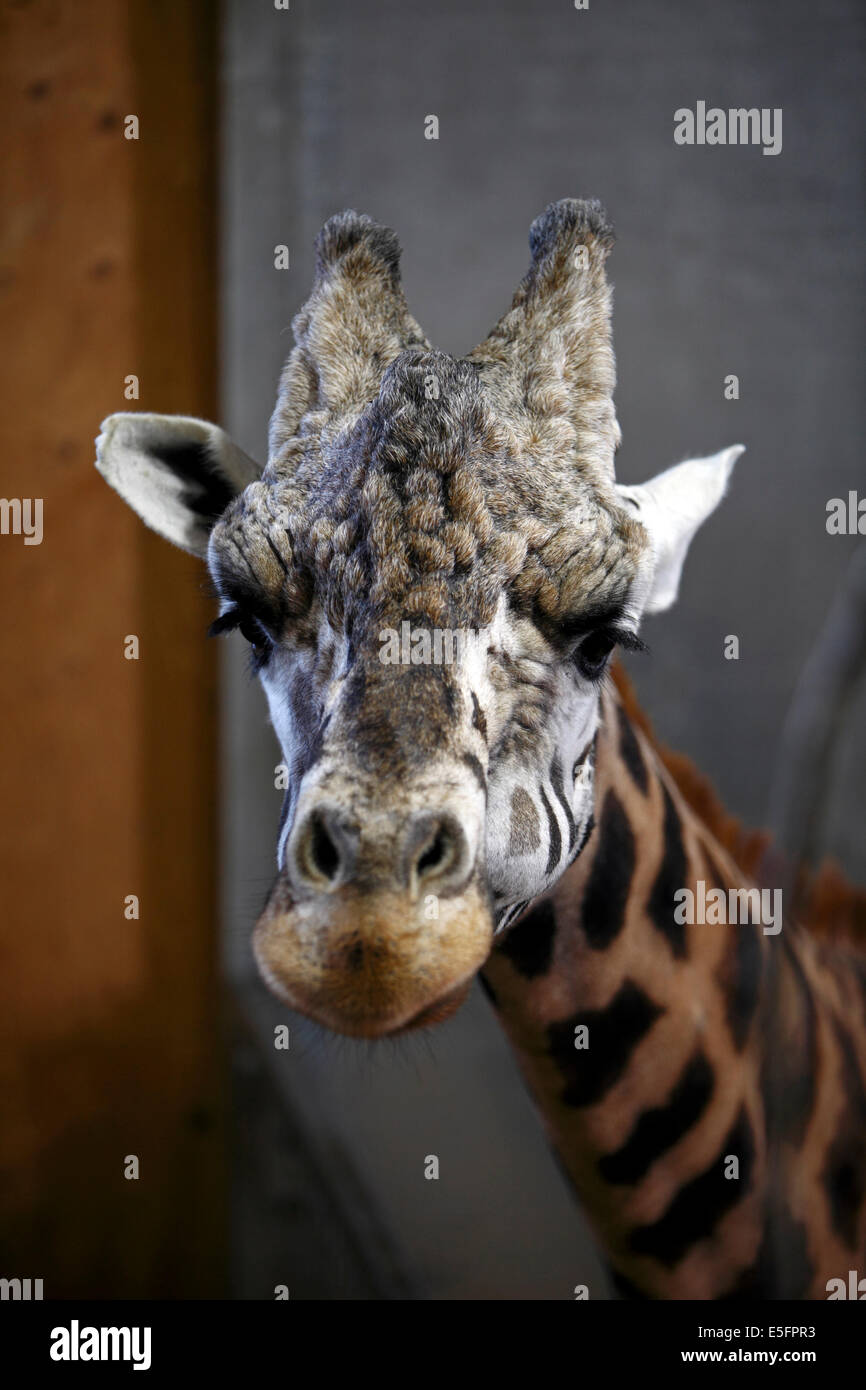 Giraffen-Kopf Stockfoto