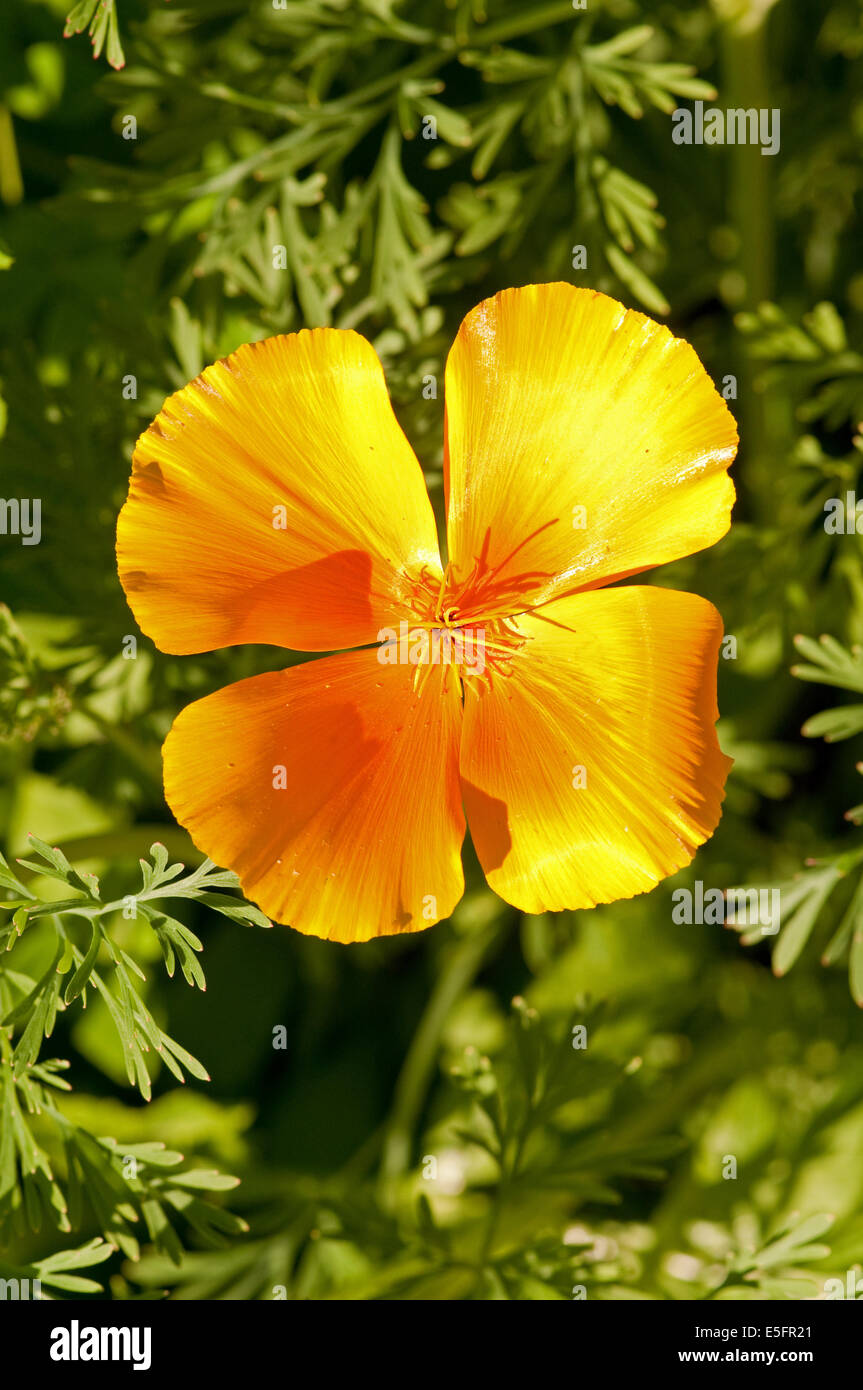 Kalifornischer Mohn Blume Stockfoto