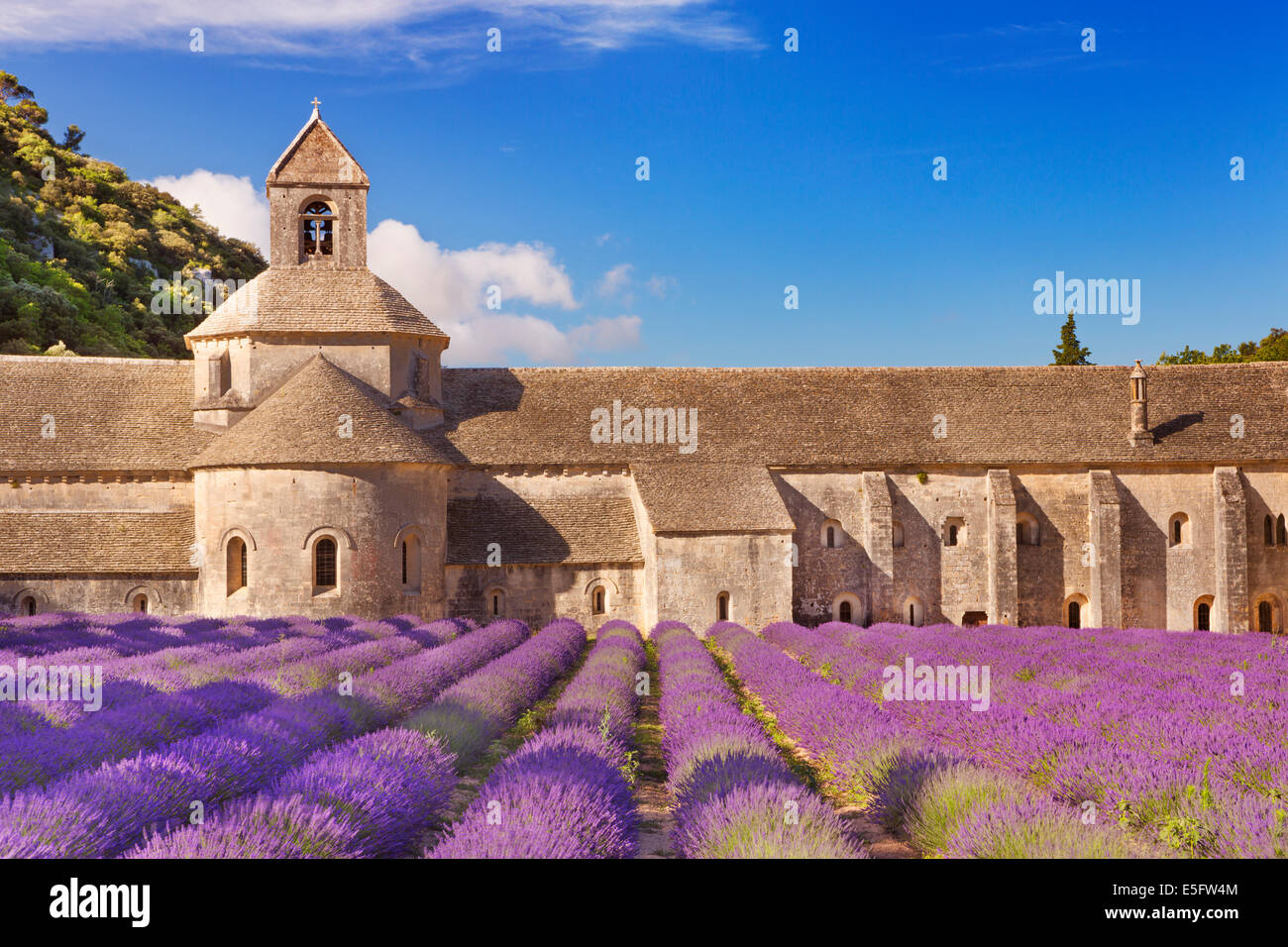 Die Abbaye de Senanque in der Provence, Frankreich mit blühenden Lavendel Stockfoto