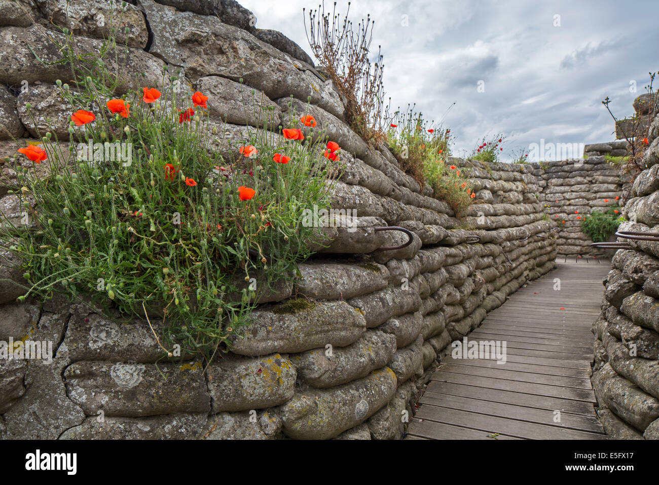 Mohnblumen auf Sandsäcke an die Dodengang / Boyau De La Mort / Graben des Todes, Weltkrieg Gräben, Diksmuide, Belgien Stockfoto