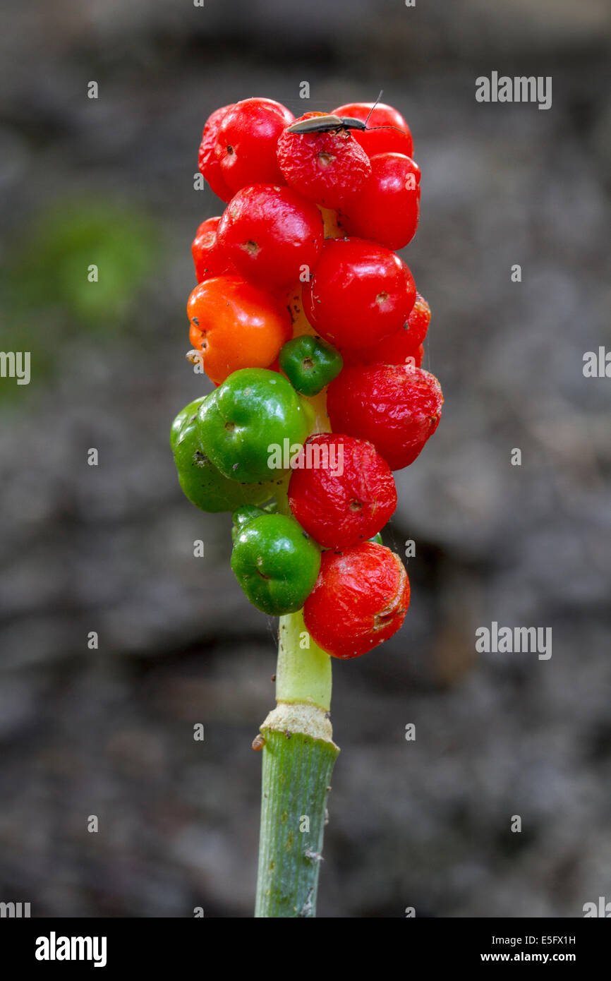 Giftige Beeren Rot