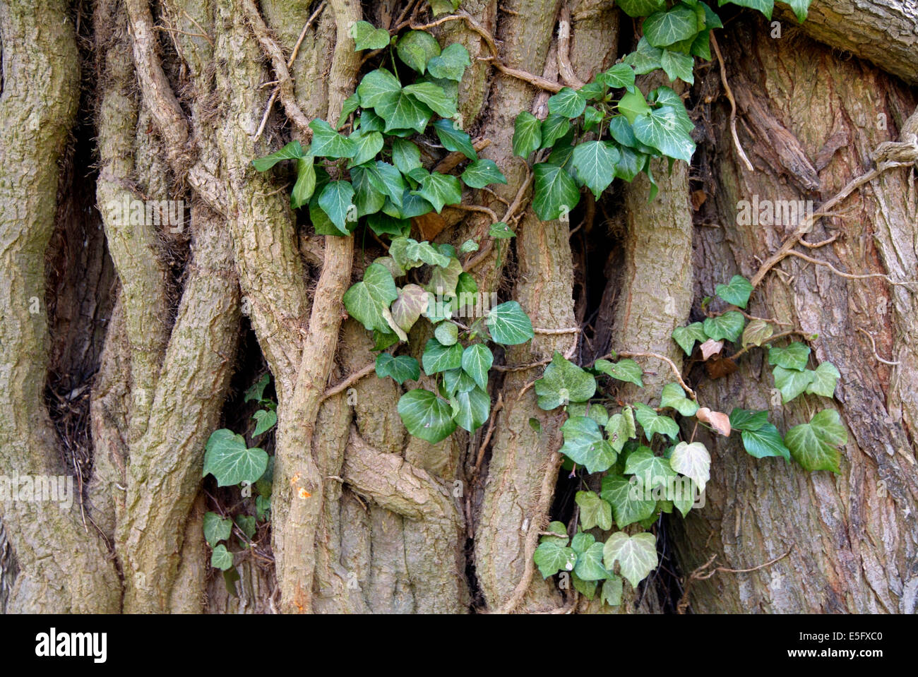 Alten Efeu wächst an einem Baum - Brandenburg Deutschland Stockfoto