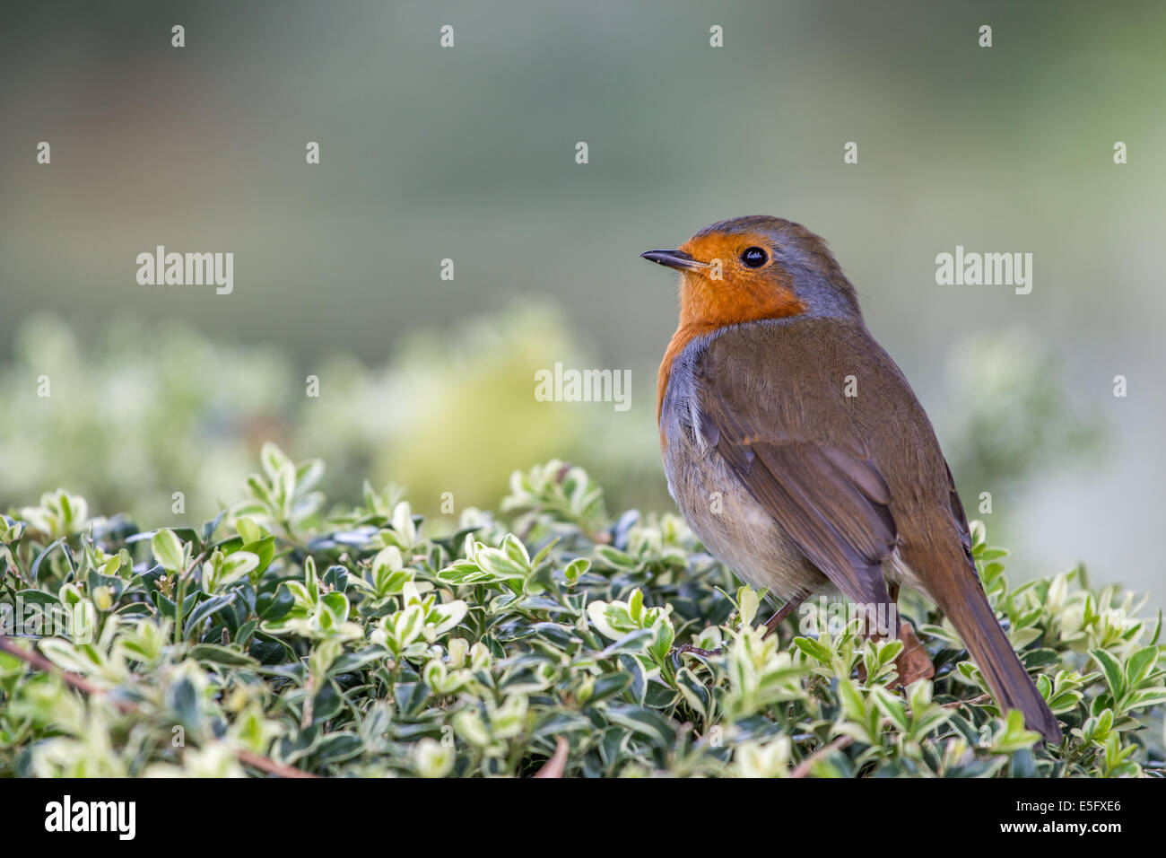Robin thront auf einem Feld-Hecke Stockfoto