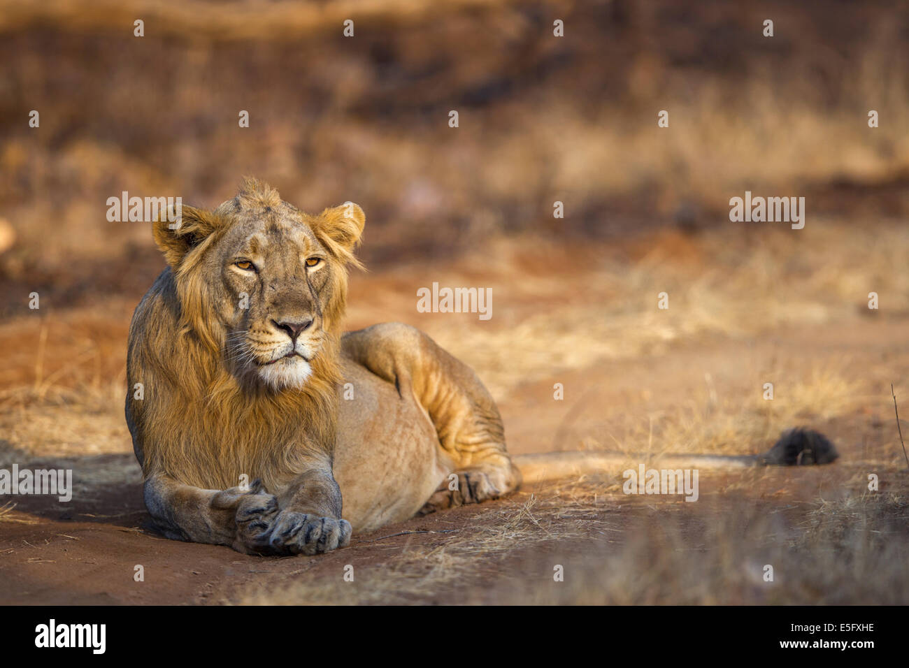 Asiatische Löwen (Panthera Leo Persica) an der Gir Forest, Gujarat, Indien. Stockfoto
