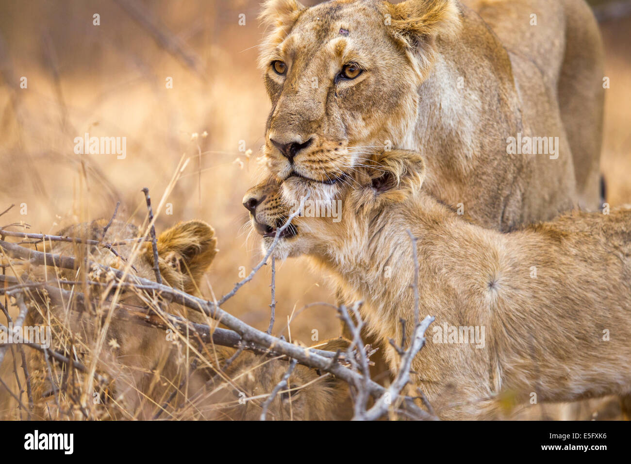 Asiatische Löwen [Panthera Leo Persica] Familie an der Gir Forest, Gujarat in Indien. Stockfoto