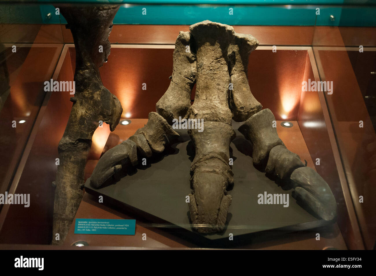 Fossilen Pfote des Dinosauriers Iguanodon (Iguanodon Bernissartensis