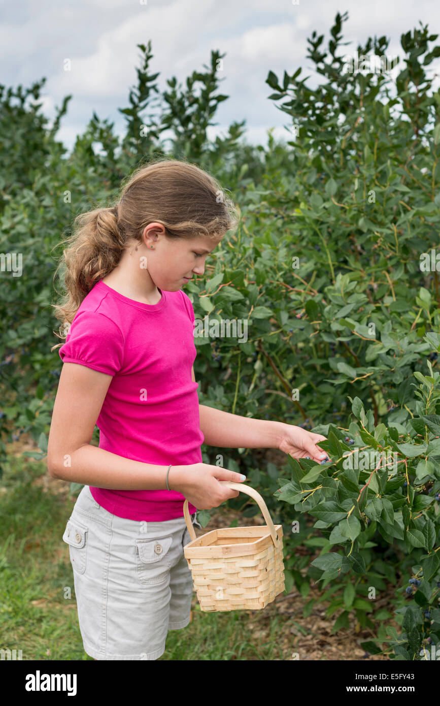 Mädchen Beeren pflücken in einem Obstgarten in York County PA Stockfoto