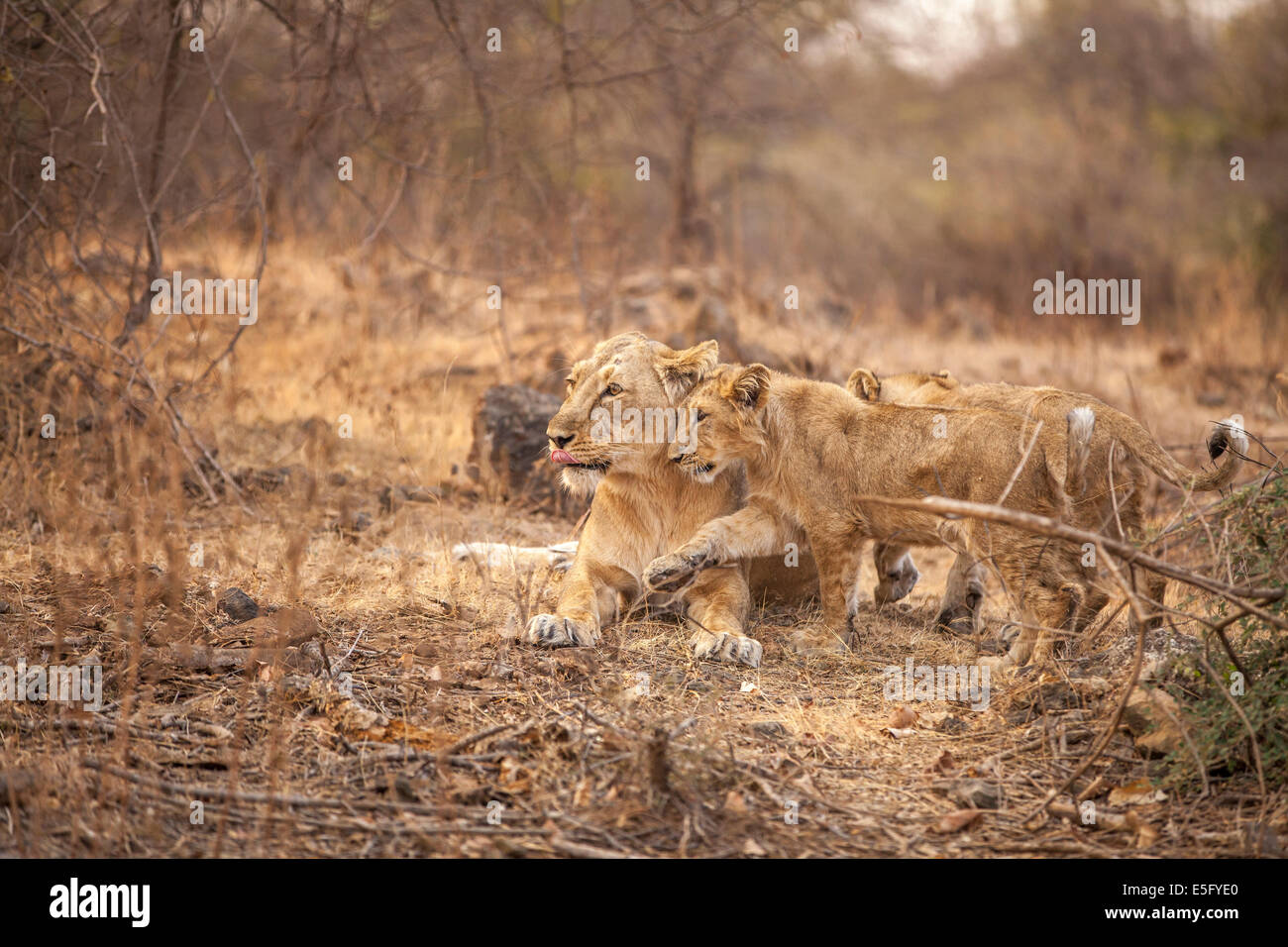 Asiatische Löwen [Panthera Leo Persica] Familie an der Gir Forest, Gujarat in Indien. Stockfoto