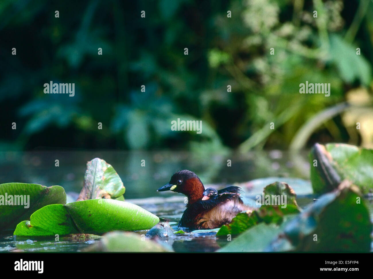 Zwergtaucher (Tachybaptus Ruficollis) schwimmen mit ihren Küken auf Rücken, zwischen den Blättern der gelbe Seerose im Teich Stockfoto