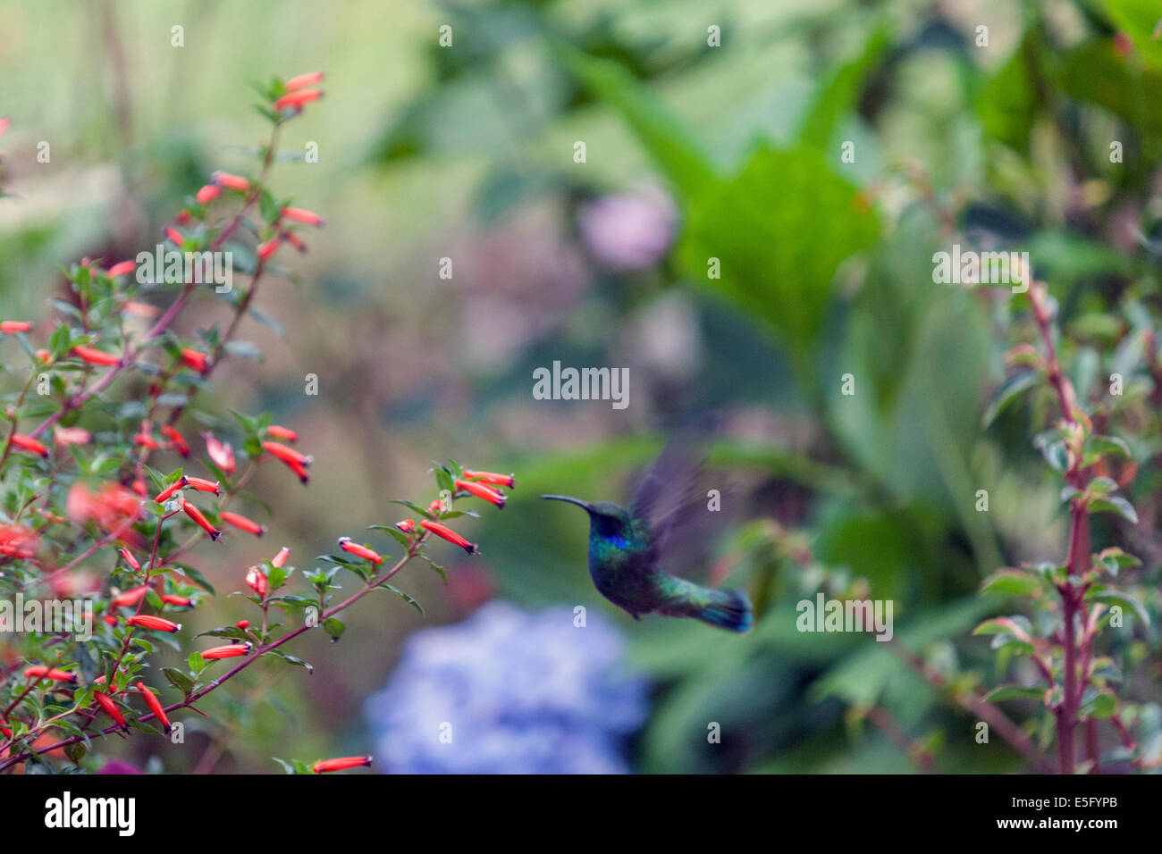 Kolibris (Kolibris) Fütterung auf eine Blume in Lerida Finca hotel Stockfoto