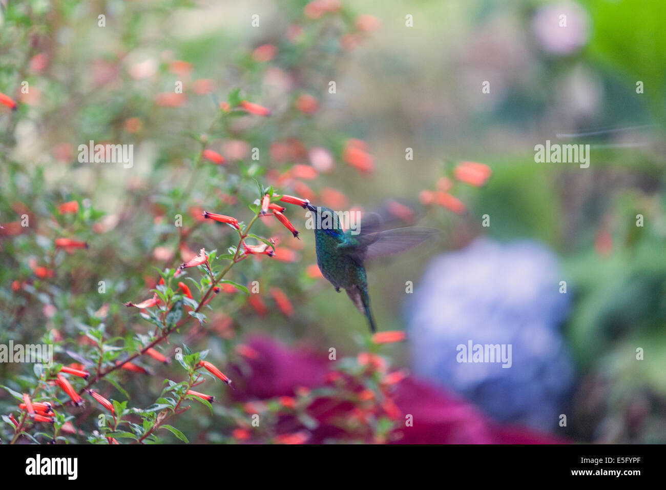 Kolibris (Kolibris) Fütterung auf eine Blume in Lerida Finca hotel Stockfoto
